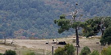 Dadia–Lefkimi–Soufli Forest National Park Dadia–Lefkimi–Soufli Forest National Park