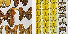 Ath. Koutroumpas Entomological Museum in Volos Ath. Koutroumpas Entomological Museum in Volos