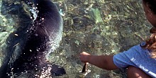 National Marine Park (Sporades) - Ecotourism National Marine Park (Sporades) - Ecotourism